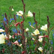 Oenothera Odorata Sulphurea