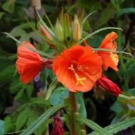Oenothera Versicolor Sunset Boulevard - Img 4