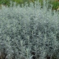 Pelin de argint-Artemisia Ludoviciana - Img 4