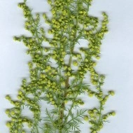 Pelinita-Artemisia Annua - Img 8