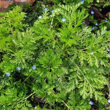 Pelinita-Artemisia Annua - Img 2