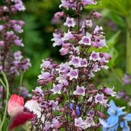 Penstemon Mystica 