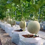 Pepene galben Cantaloupe Honeydew