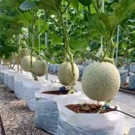 Pepene galben Cantaloupe Honeydew - Img 2