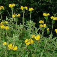 Phlomis russeliana-Ierusalim Salvie - Img 4