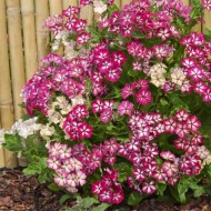 Phlox Drummondii Stars and Stripes