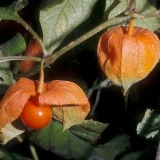 Physalis alkekengi-Papalau