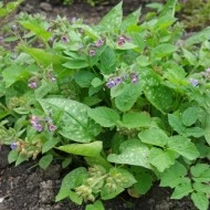 Plămânărică-Pulmonaria officinalis - Img 4