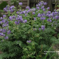 Polemonium Caeruleum-Jacob's Ladder Blue