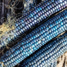 Porumb Dulce Hopi Blue