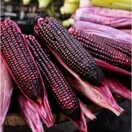 Porumb dulce Purple Corn