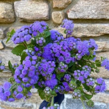 Pufuleti albastri-Ageratum Houstonianum - Img 2