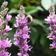 Rachitan-Lithrum Salicaria - Img 4