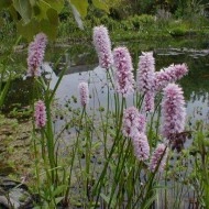 Raculet-Polygonum bistorta
