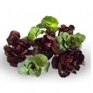 Radicchio Grumolo rosso