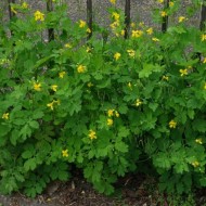 Rostopasca-Chelidonium Majus