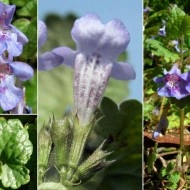 Rotunjoara-Glechoma Hederacea