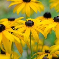 Rudbeckia Fulgida Goldsturm
