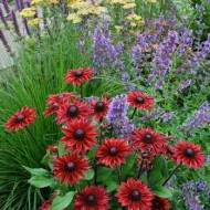 Rudbeckia Hirta Cherry Brandy