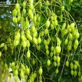 Salcam japonez-Sophora japonica - Img 5