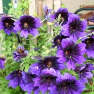 Salpiglossis sinuata mix - Img 4