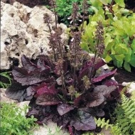 Salvia lyrata Purple Volcano