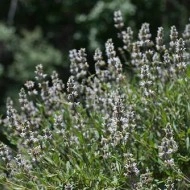 Salvia Mellifera-Black Sage - Img 6