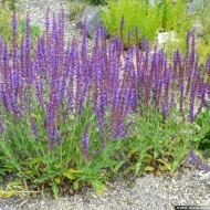 Salvia Nemorosa - Img 8