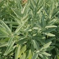 Salvia Off.Albiflora