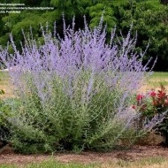 Salvia Rusa Perovskia Atriplicifolia