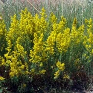 Sanziene galbene-Galium verum - Img 1