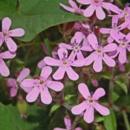Saponaria Vaccaria mix - Img 2