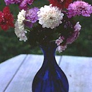 Scabiosa atropurpurea mix