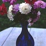 Scabiosa atropurpurea mix - Img 2
