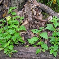 Scutellaria lateriflora-Gura lupului - Img 2