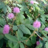 Sensitiva-Mimosa pudica - Img 3
