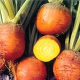 Sfecla galbena
