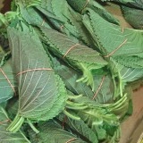 Shiso green - Img 3