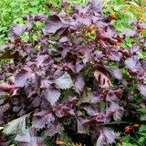 Shiso red - Img 2