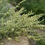 Sideritis Syriaca-Mountain tea