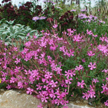 Silene Schafta Splendens