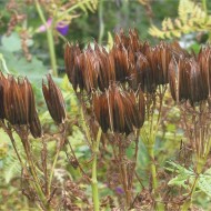Smirna-Myrrhis odorata