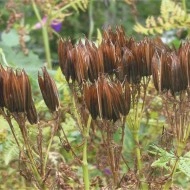 Smirna-Myrrhis odorata - Img 2