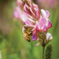 Sparceta-Onobrychis Viciifolia