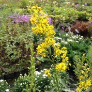 Splinuta-Solidago Virgaurea