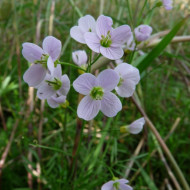 Stupitul Cucului-Cardamine Pratensis