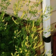 Sulfina-Melilotus officinalis - Img 2