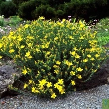 Sunatoare decorativa-Hypericum Monserianum - Img 3