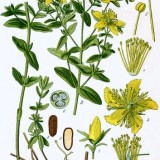 Sunatoare-Hypericum perforatum