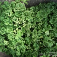 Talpa gastei-Leonurus cardiaca Grobbebol